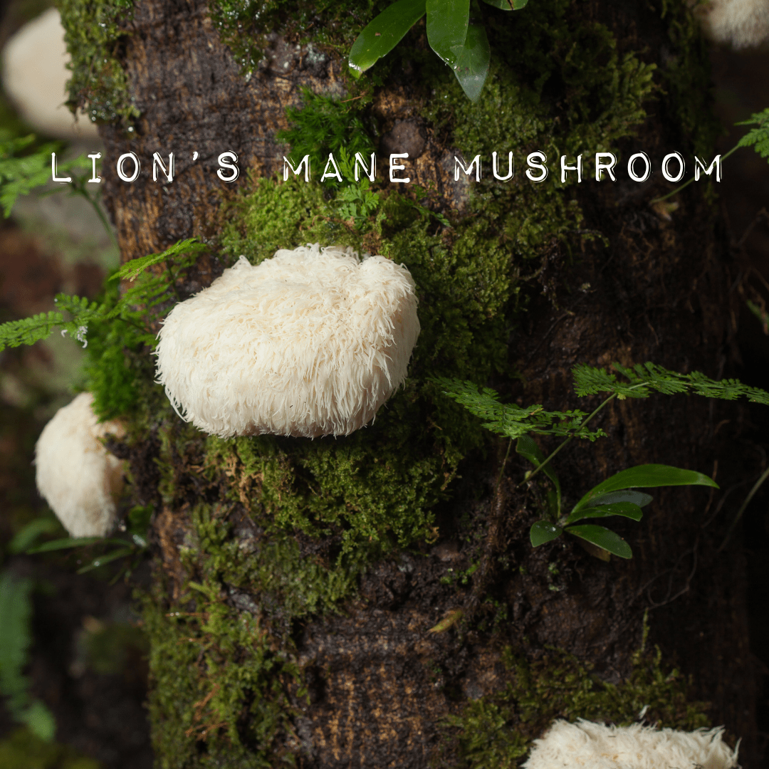 LION'S MANE MUSHROOM - (90 Capsules) - Desert Harvest