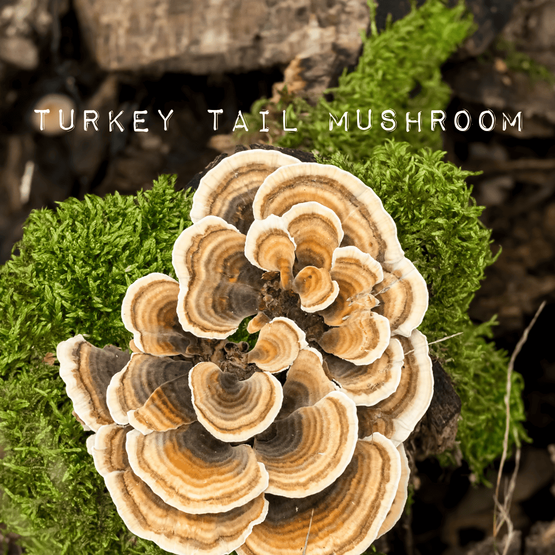 TURKEY TAIL MUSHROOM - (90 Capsules) - Desert Harvest