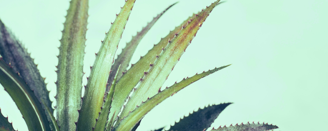 Why Intimate Skin Needs Different Care: The Science of Aloe Vera for Sensitive Areas