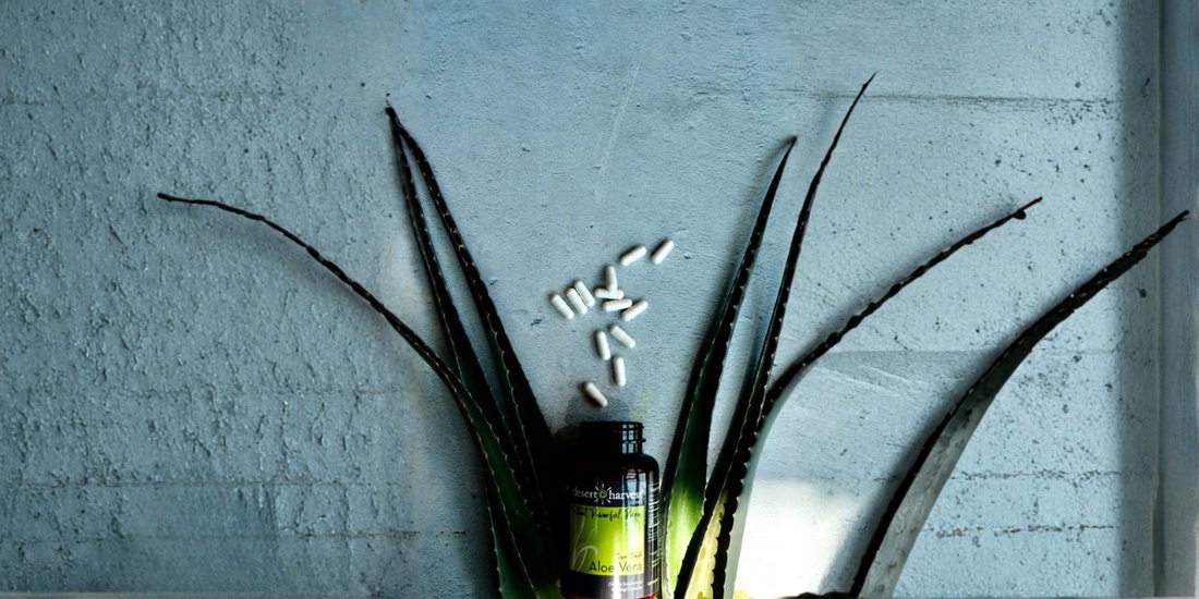  Aloe vera capsules with fresh aloe plant showing the benefits of concentrated aloe supplements 