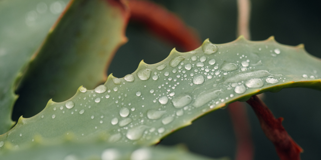 Why Your Vaginal Lubricant Ingredients Matter More Than You Think: The Science of Aloe Vera Lube