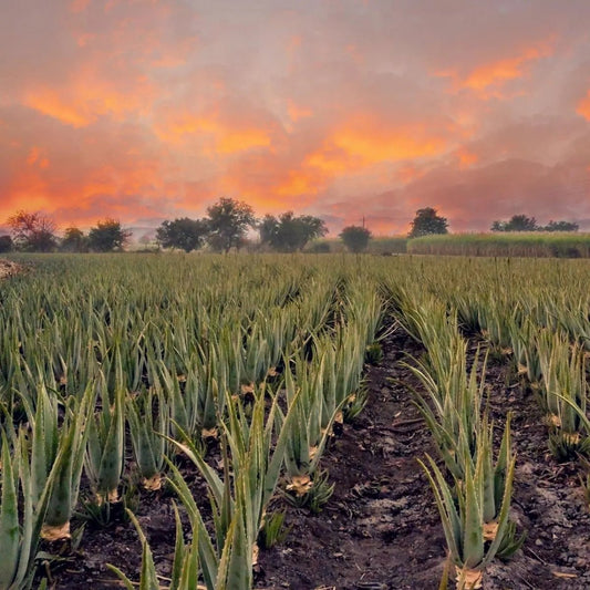 Aloe Vera and Anthraquinones: What You Need to Know - Desert Harvest