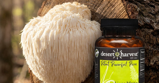 Whole Lion's Mane mushroom growing on a hardwood log in soft daylight, Desert Harvest