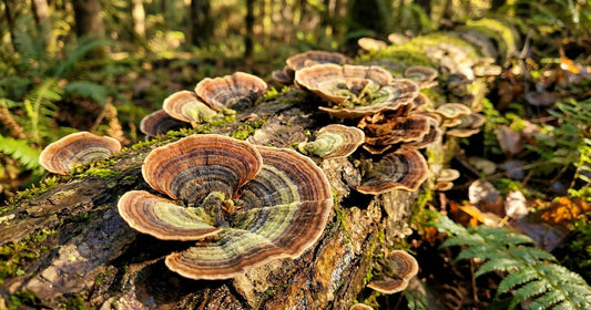 Banded Turkey Tail mushrooms growing on a mossy log in soft forest light, Desert Harvest