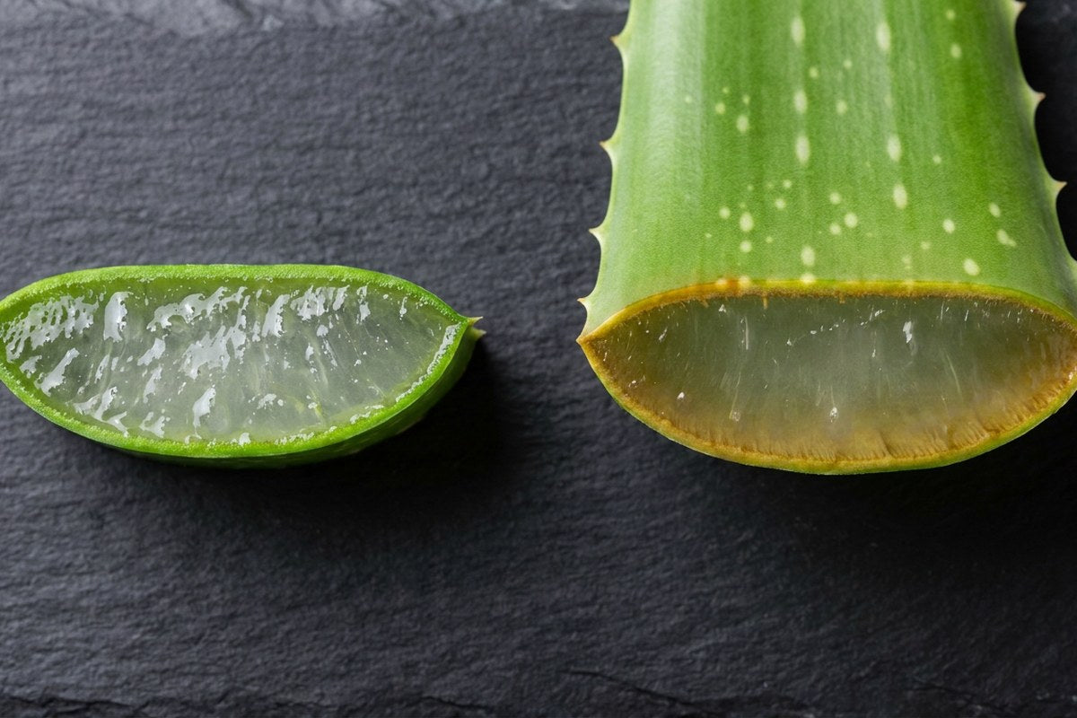 Inner-leaf Aloe Vera gel shown separately from a whole, unprocessed Aloe Vera leaf segment