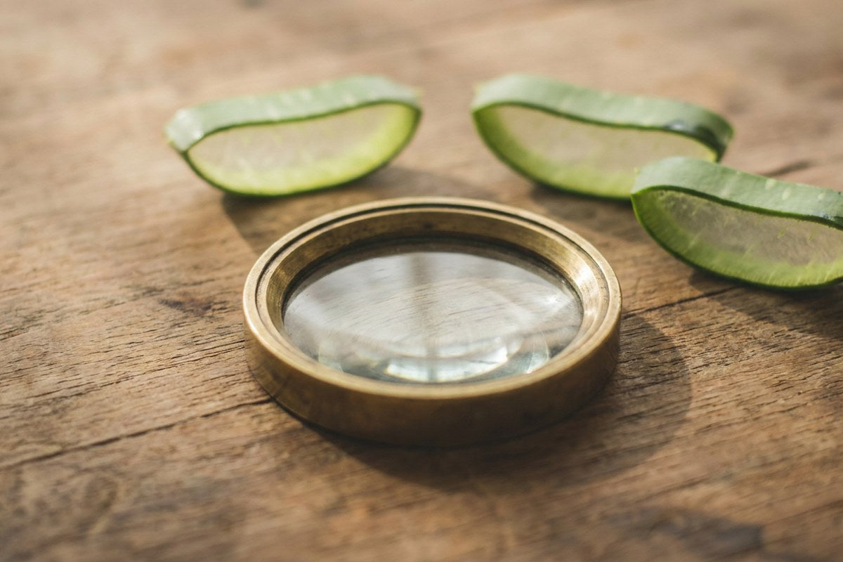 A magnifying glass on a wooden table beside Aloe Vera leaf slices, Desert Harvest