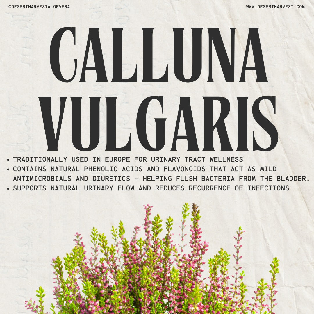 Heather's UTI Defense - Calluna Vulgaris - NEW