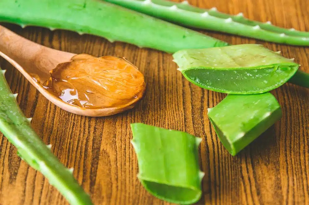 FDA Greenlights Aloe Vera Study for Interstitial Cystitis