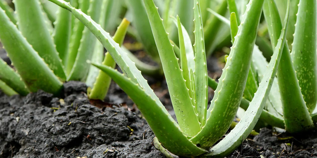 Aloe Vera May Soothe Bladder Pain
